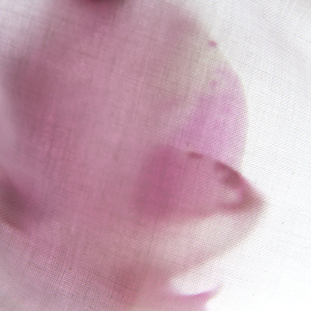 Bleached Calico - Image 2