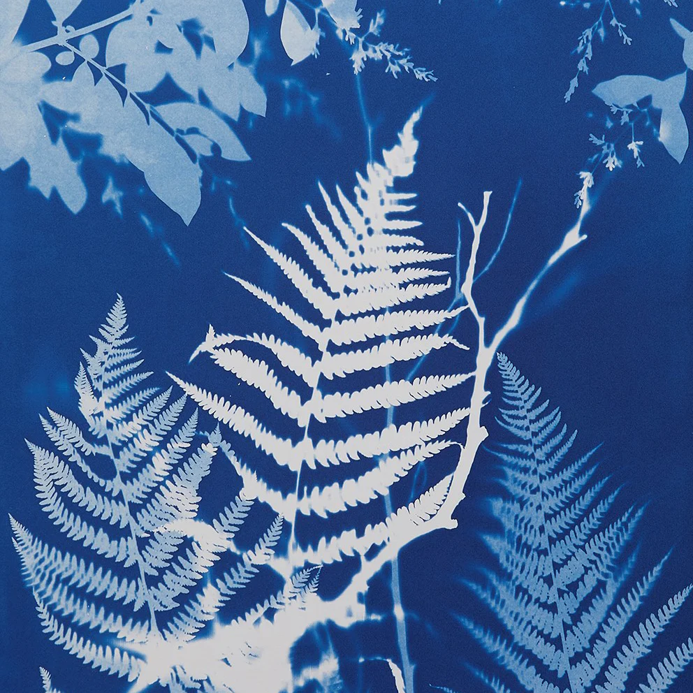 Cyanotype with Angela Chalmers - 2 day course - Sat 18th & Sun 19th or Mon 20th & Tues 21st July 2026 - Image 3