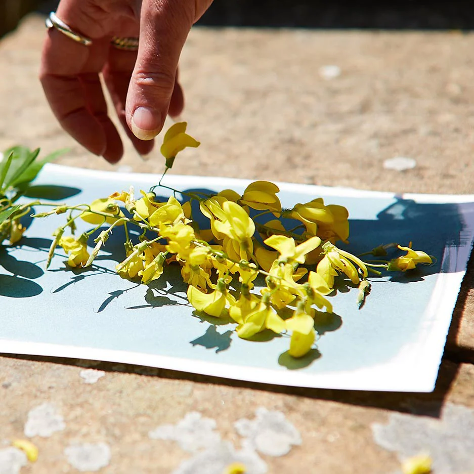 Cyanotype with Angela Chalmers - 2 day course - Sat 18th & Sun 19th or Mon 20th & Tues 21st July 2026 - Image 5